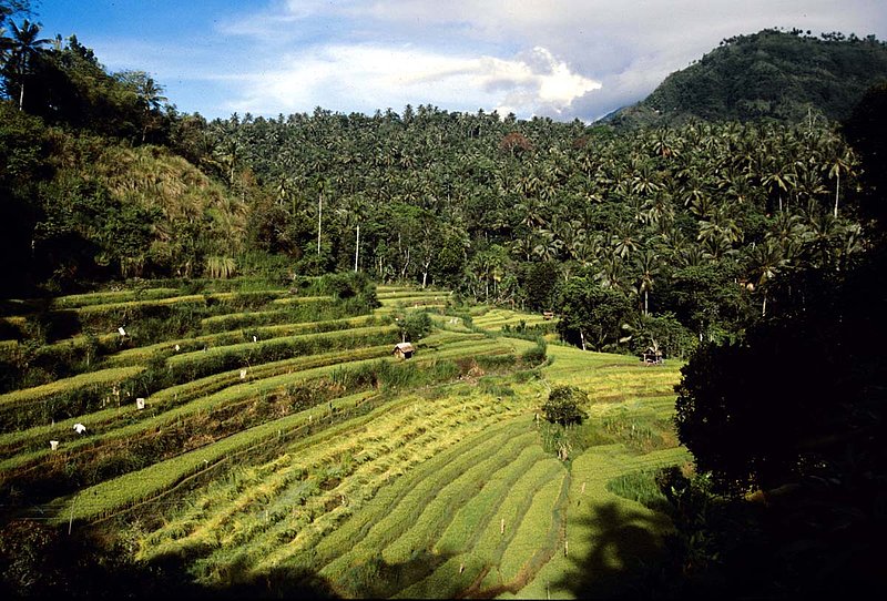 Bali 1.jpg