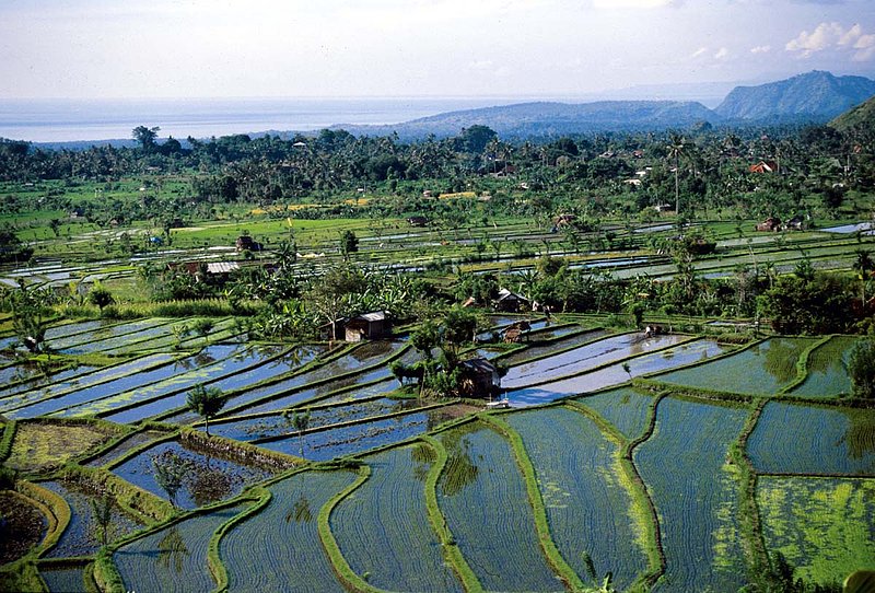 Bali 2.jpg