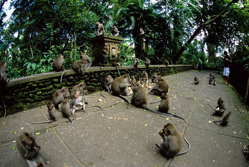 Bali 22.jpg