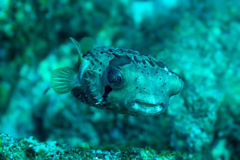 Balloonfish 2.jpg