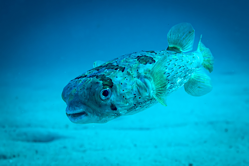 Balloonfish(1).jpg