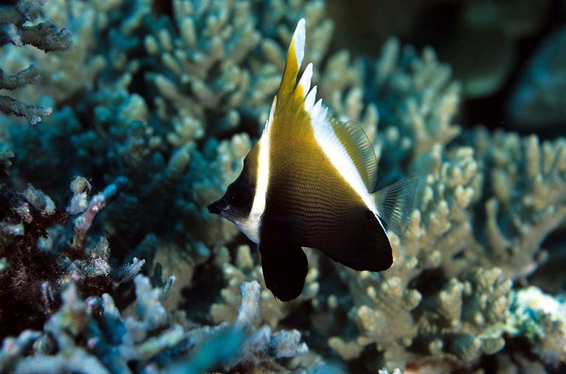 Bannerfish.jpg