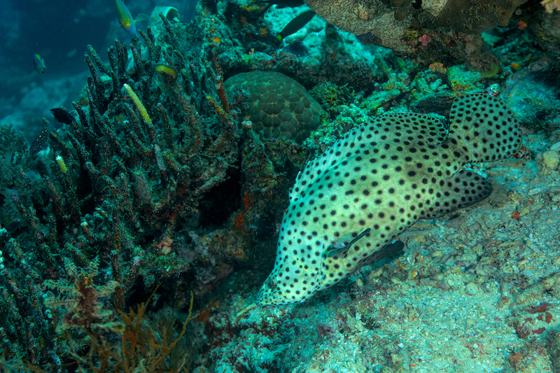 Baramundi(1).jpg