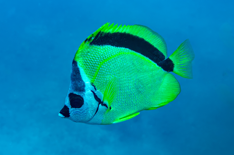 Barberfish.jpg