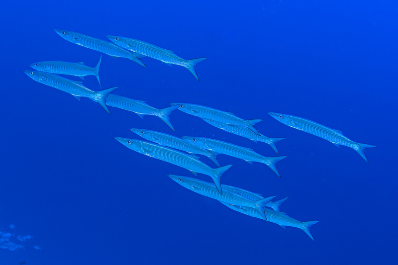 Barracudas(2).jpg