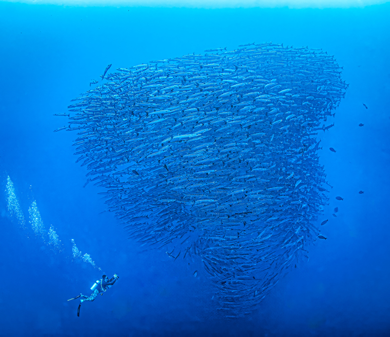 Barracudas.jpg