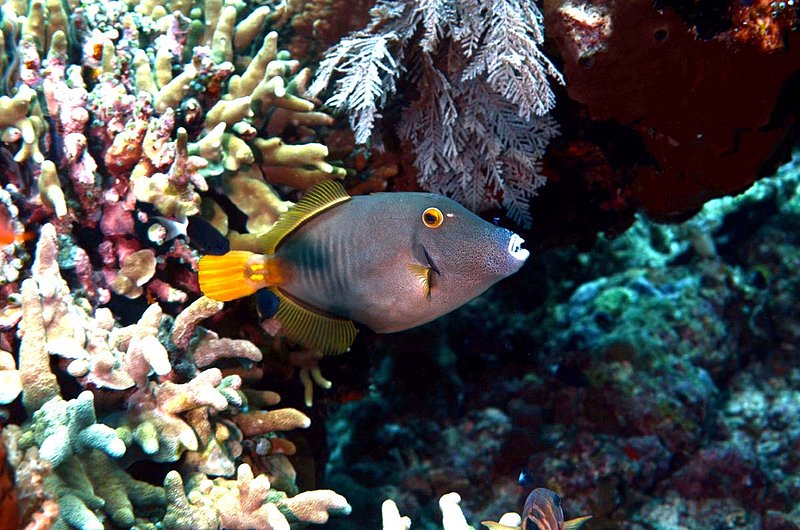 Barred Filefish.jpg