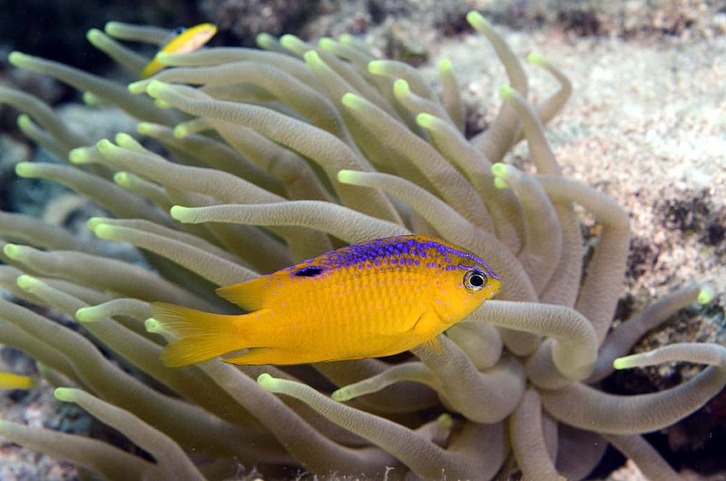 Beaugregory Juvenile Damselfish.jpg