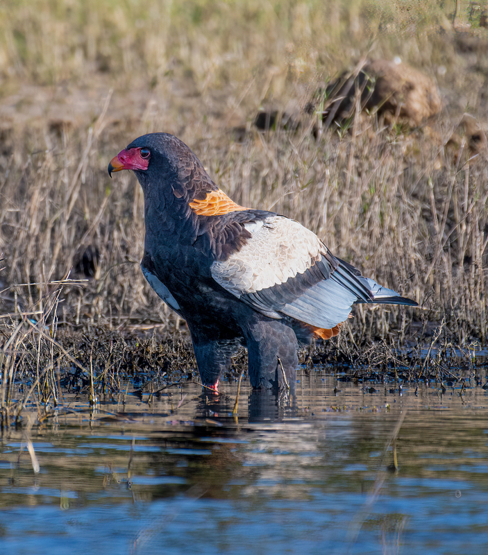 Beteleur Eagle.jpg