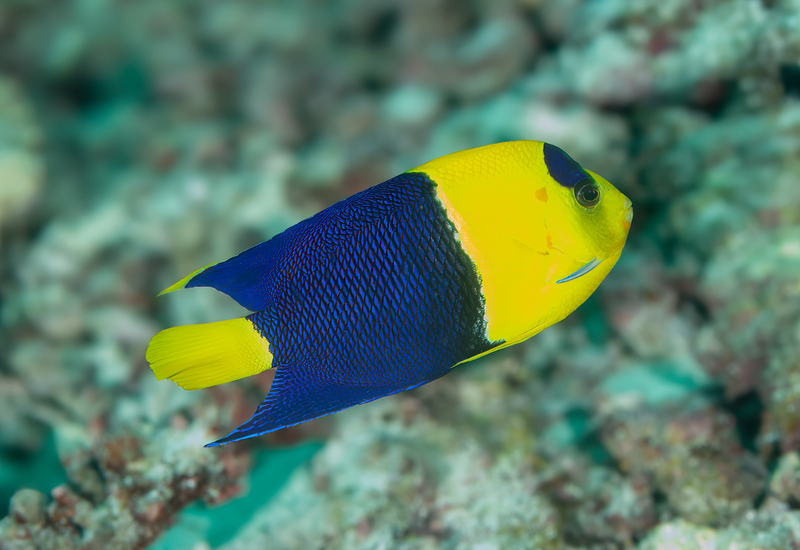 Bicolor Angelfish(1).jpg
