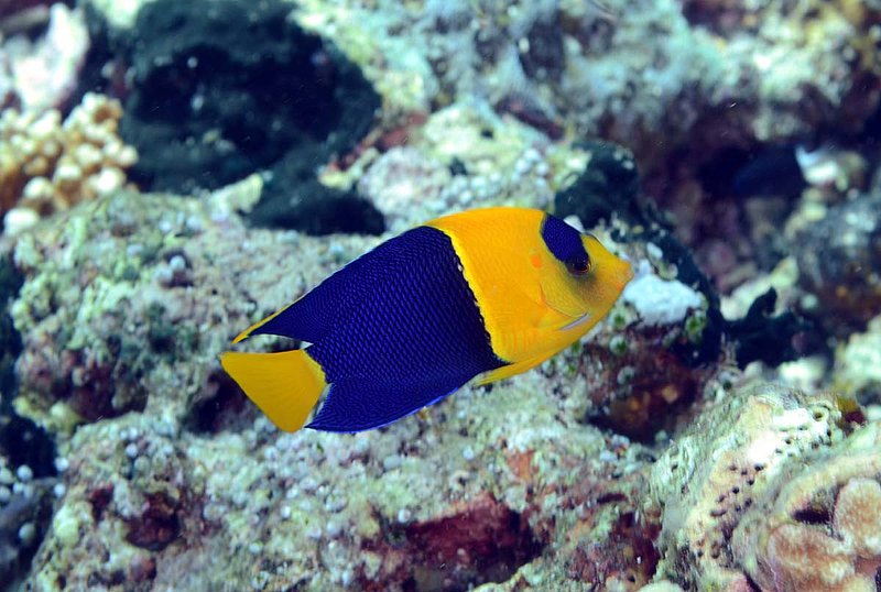 Bicolor Angelfish.jpg