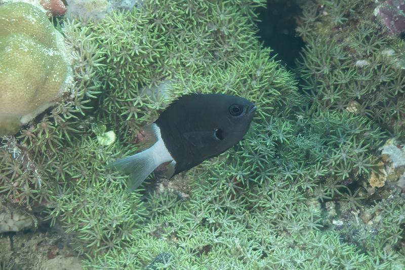 Bicolor Chromis(1).jpg