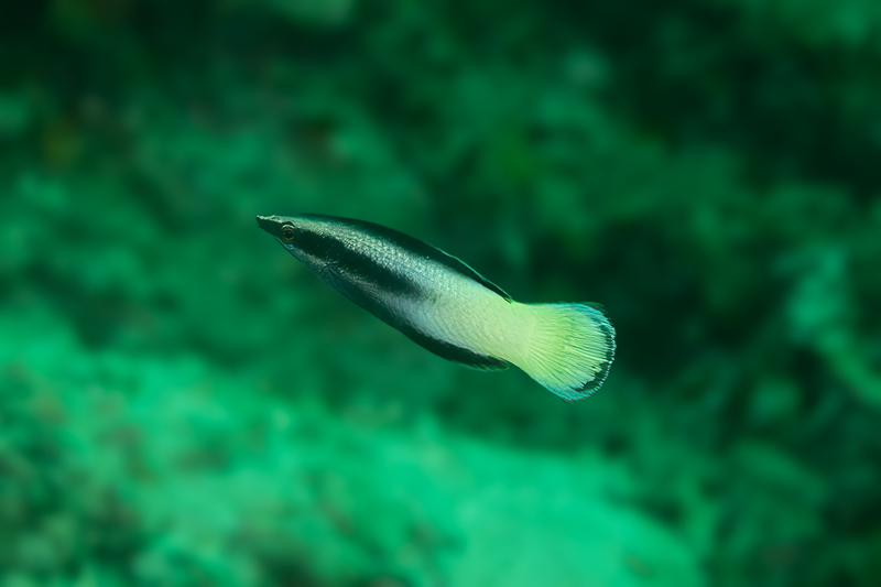 Bicolor Cleaner Wrasse(1).jpg