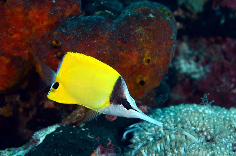 Big Longnose Butterflyfish.jpg
