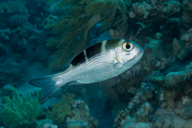Bigeye Emperor(1).jpg