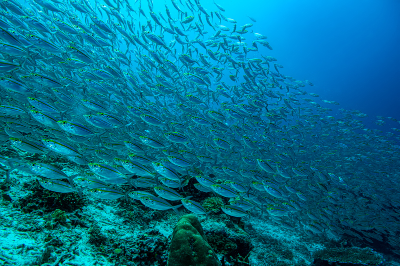 Bigeye Scad.jpg