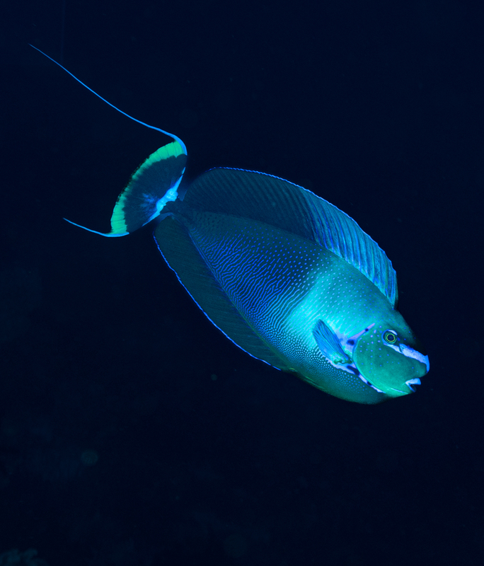 Bignose Unicornfish(3).jpg