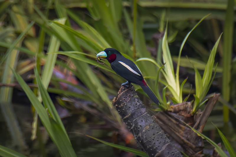Black  Red Broadbill.jpg
