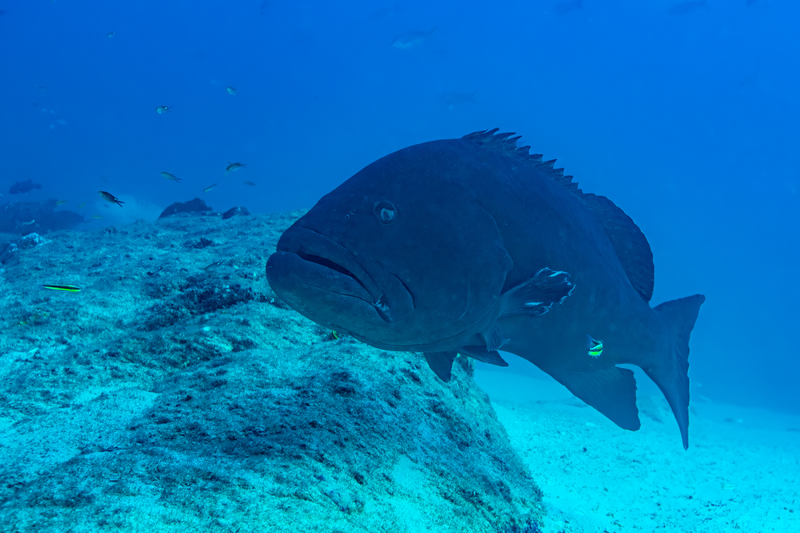 Black Grouper(1).jpg
