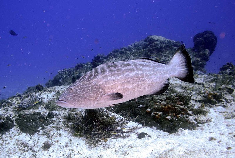 Black Grouper.jpg