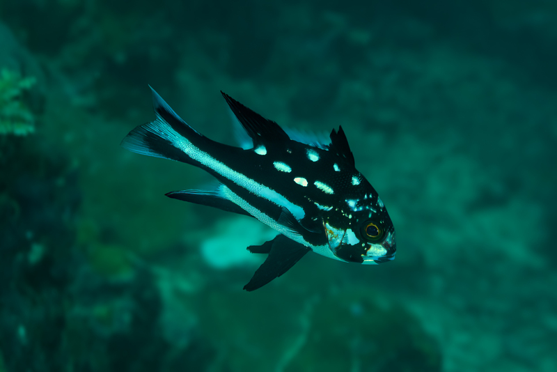 Black and White Snapper - Juvenile.jpg