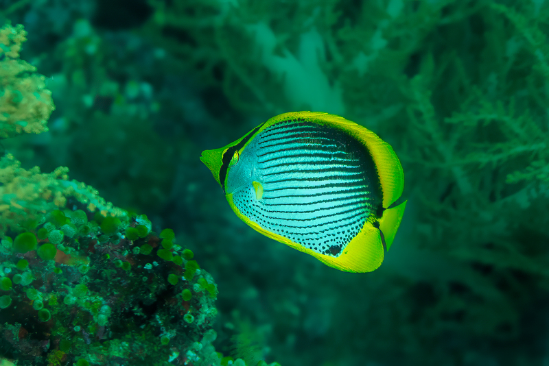 Black-Backed Butterflyfish(1).jpg
