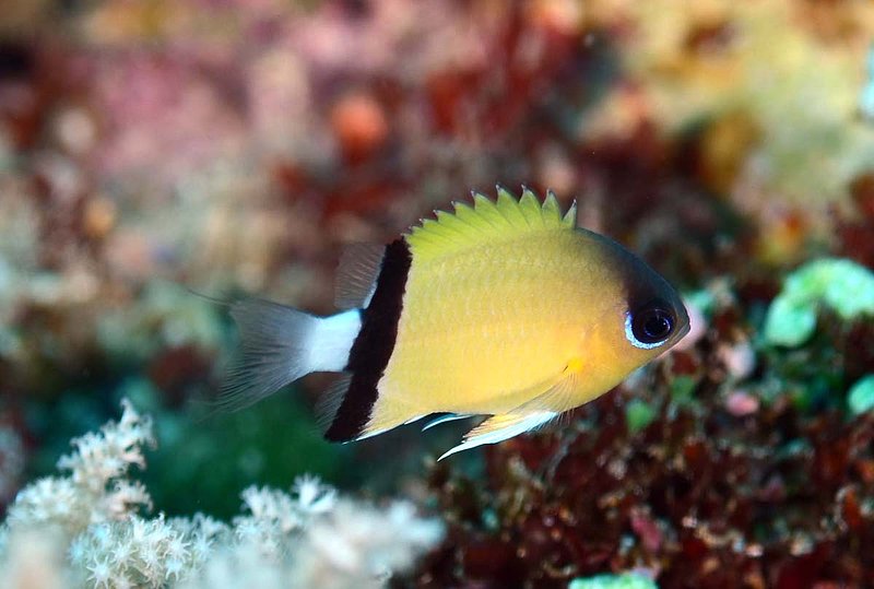 Blackbar Chromis.jpg