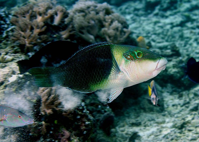 Blackeye Thicklip Wrasse.jpg