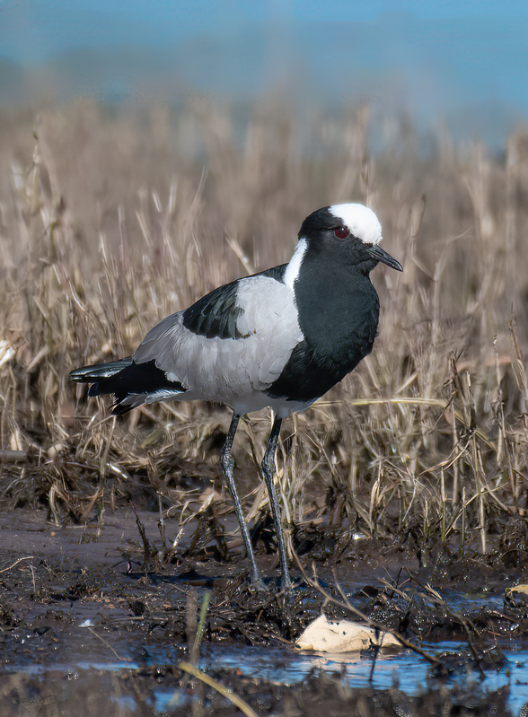 Blacksmith Lapwing(1).jpg