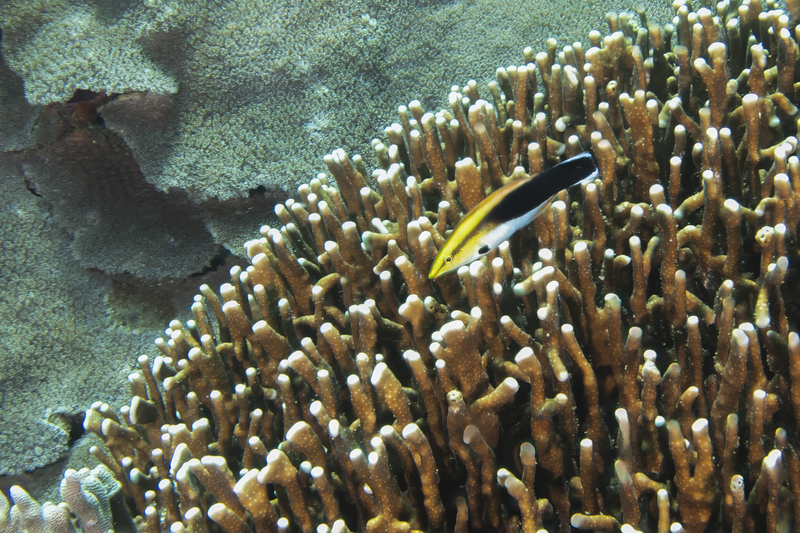 Blackspot Cleaner Wrasse(1).jpg