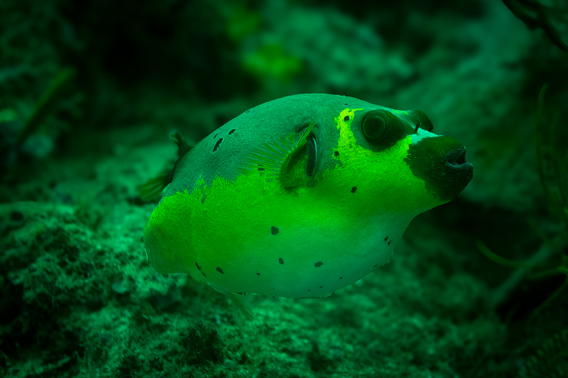 Blackspotted Puffer(1).jpg