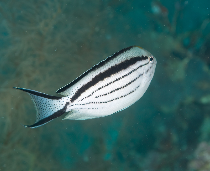 Blackstripped Angelfish - Female(1).jpg