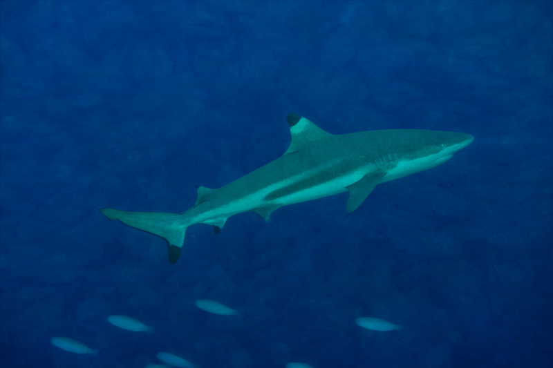 Blacktip Shark.jpg