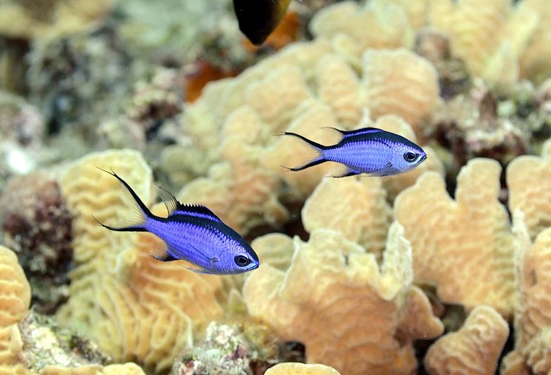 Blue Chromis.jpg