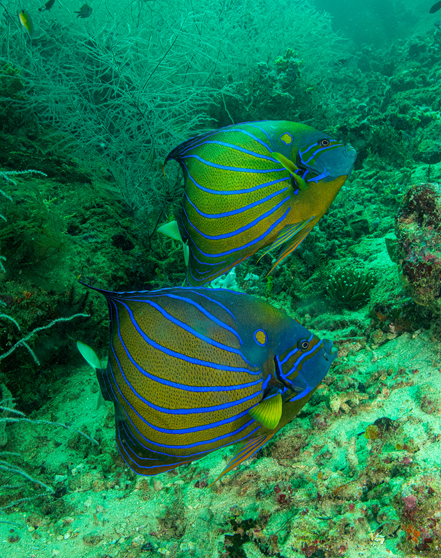 Blue Ring Angelfish(1).jpg