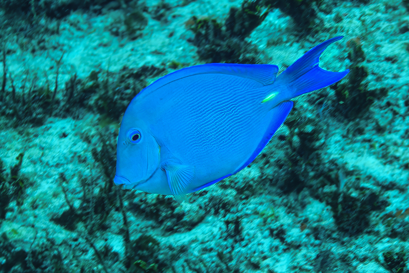 Blue Tang(3).jpg