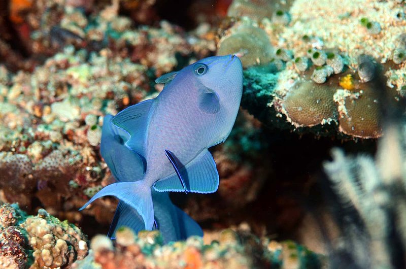 Blue Triggerfish.jpg