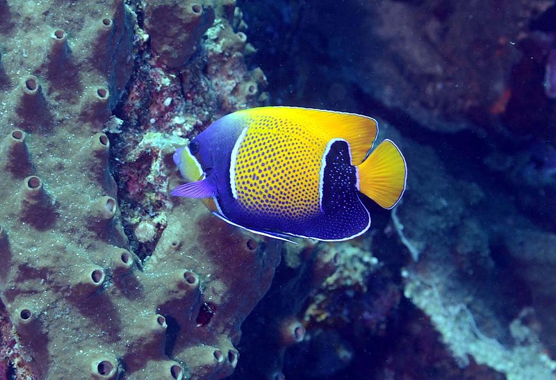 Blue-Girdled  Angelfish.jpg