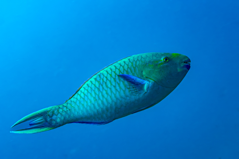 Blue-barred Parrotfish(1).jpg