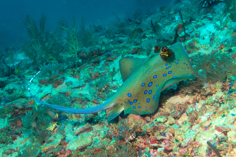 Blue-spotted Ray(2).jpg