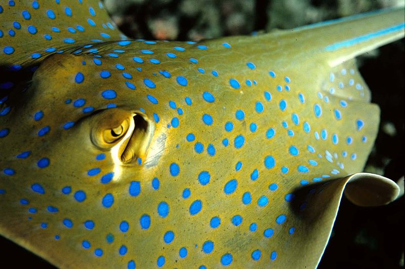 Blue-spotted Ray.jpg