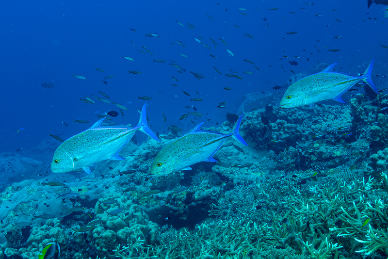 Bluefin Trevally(1).jpg