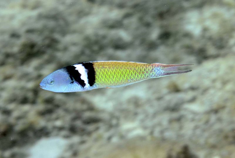 Bluehead Wrasse.jpg