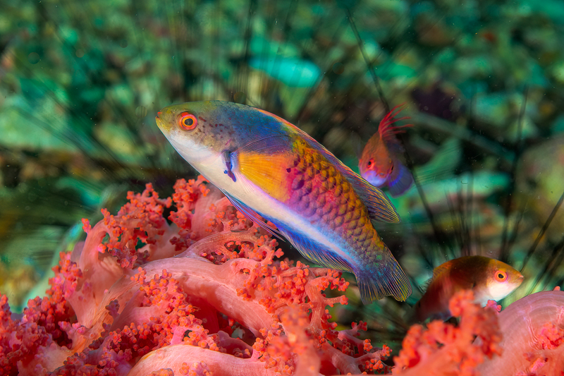 Bluesided Wrasse(1).jpg