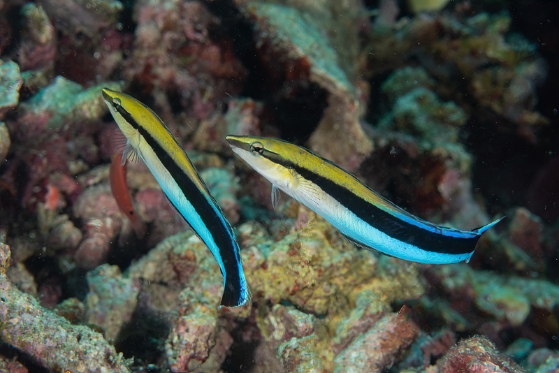 Bluestreak Cleaner Wrasse.jpg