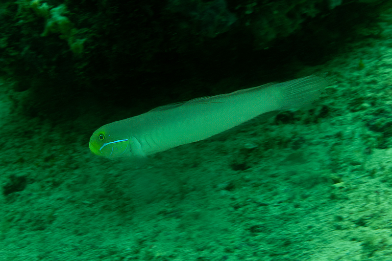 Bluestreak Goby(1).jpg