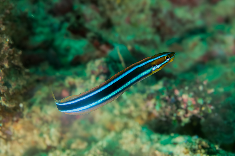 Bluestripped Fangblenny(1).jpg