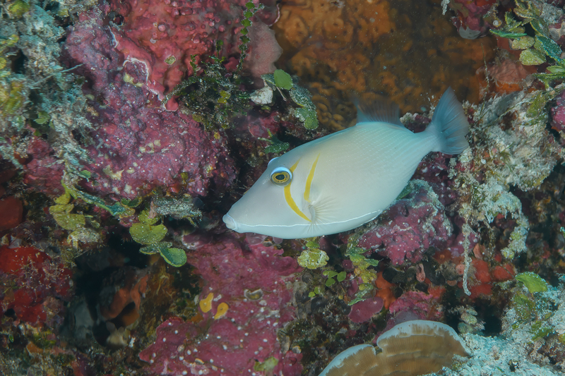 Boomerang Triggerfish.jpg