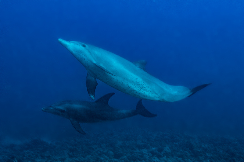 Bottlenose Dolphin(1).jpg