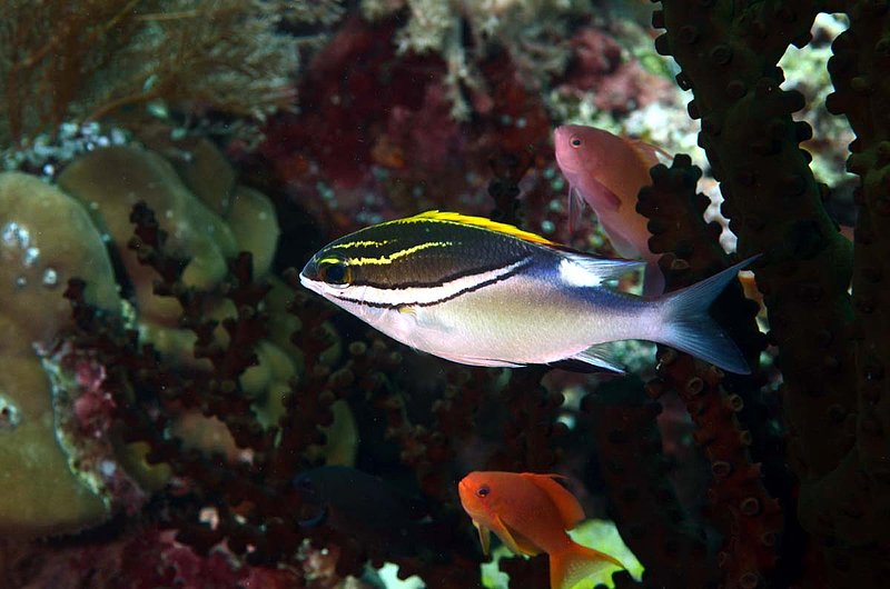 Bridled Monocle Bream.jpg
